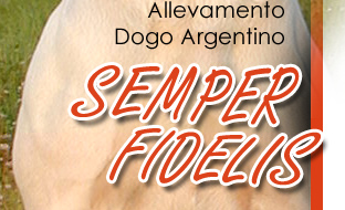 Dogo Semper Fidelis