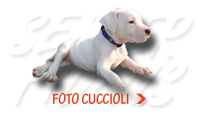 Foto Cuccioli Dogo